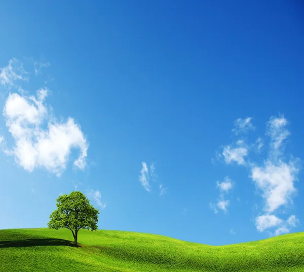 Lato pole i samotnych drzew — Zdjęcie stockowe