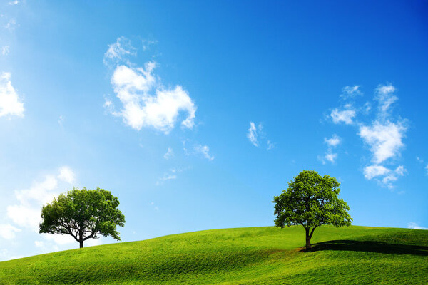 Summer field and trees