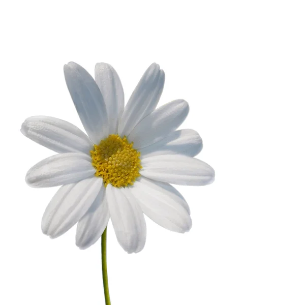 孤立的雏菊 — 图库照片