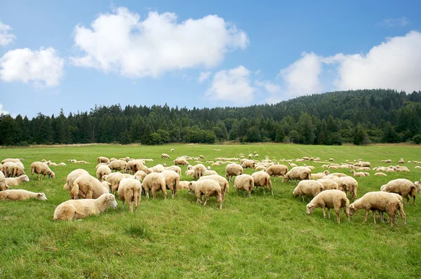 Стадо овец — стоковое фото