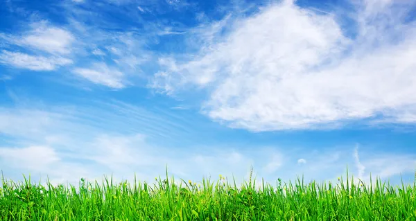 Grünes Gras und lebendiger Himmel — Stockfoto