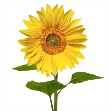 Beautiful sunflower clipart