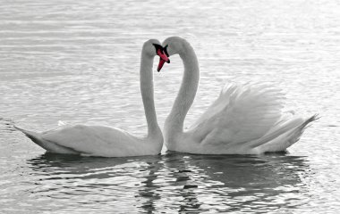 Swans love. clipart