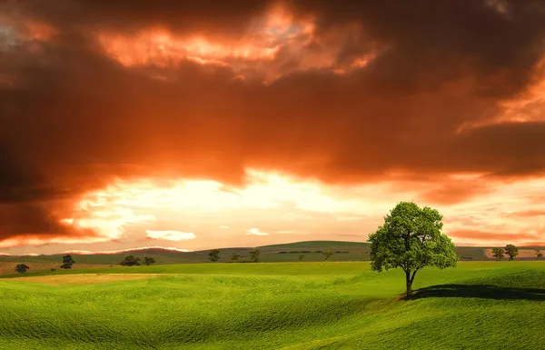 Puesta de sol sobre campo de granja con árbol solitario — Foto de Stock
