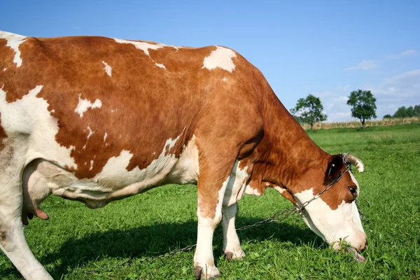 Червоні корови — стокове фото