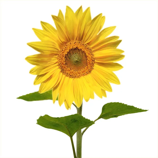 Piękne słonecznik — Zdjęcie stockowe