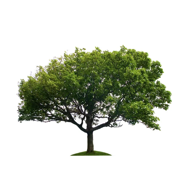 Baum isoliert vor weißem Hintergrund — Stockfoto