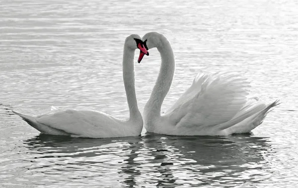Cisnes amor . — Foto de Stock