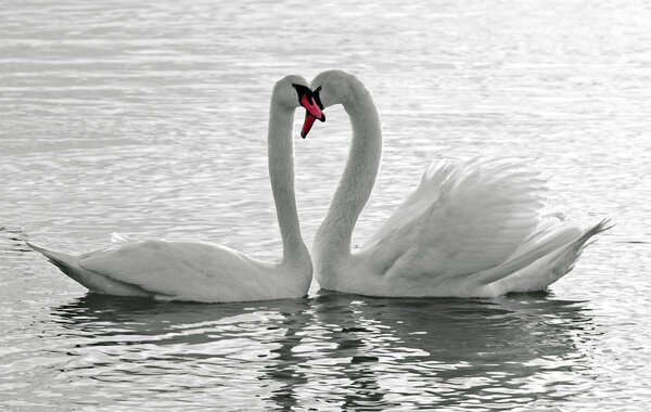 Swans love.