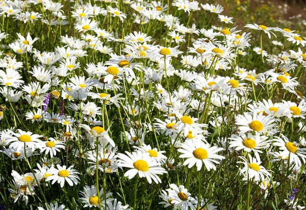 Spring meadow with daises — Stock Photo, Image