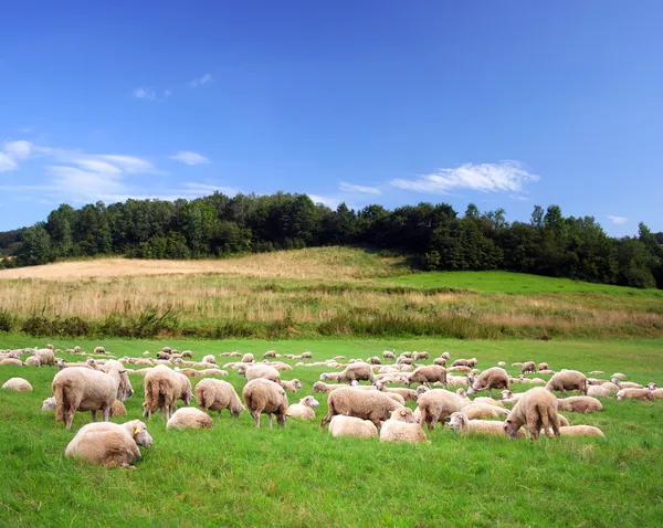 Овцы на зеленом лугу — стоковое фото