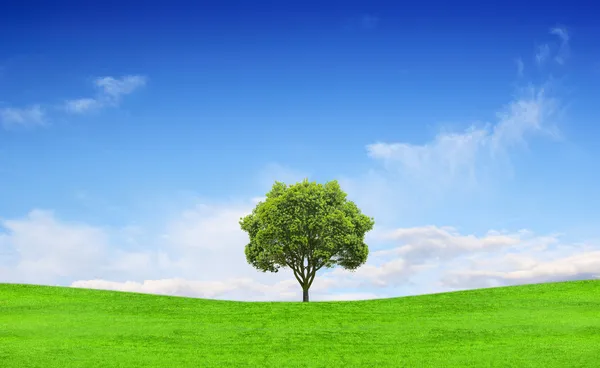 Lonely tree Stock Photos, Royalty Free Lonely tree Images | Depositphotos