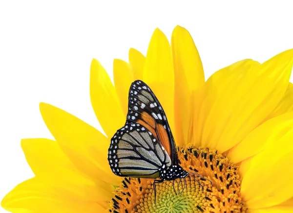 Sunflower with butterfly — Stock Photo, Image