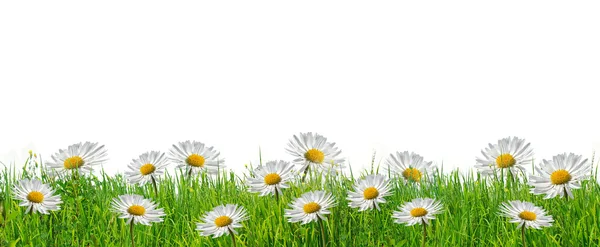 Daisy and grass — Stock Photo, Image