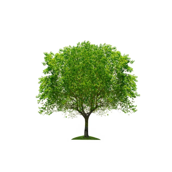 Albero verde isolato — Foto Stock