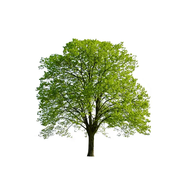 Зеленое весеннее дерево — стоковое фото