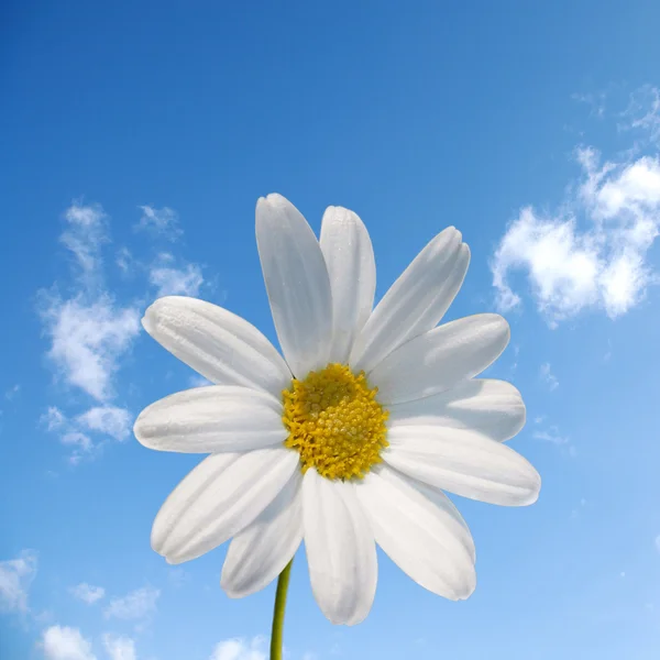 Vita prästkrage blomma och blå himmel — Stockfoto