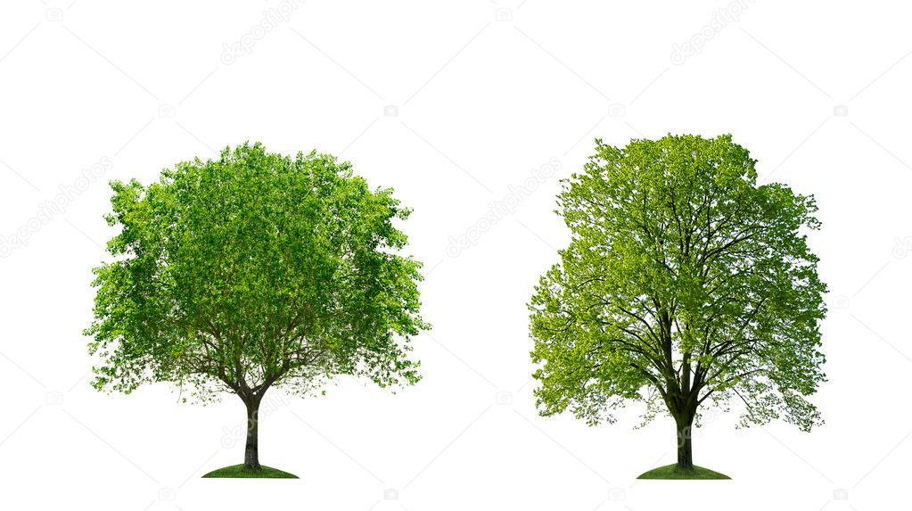 Trees isolated