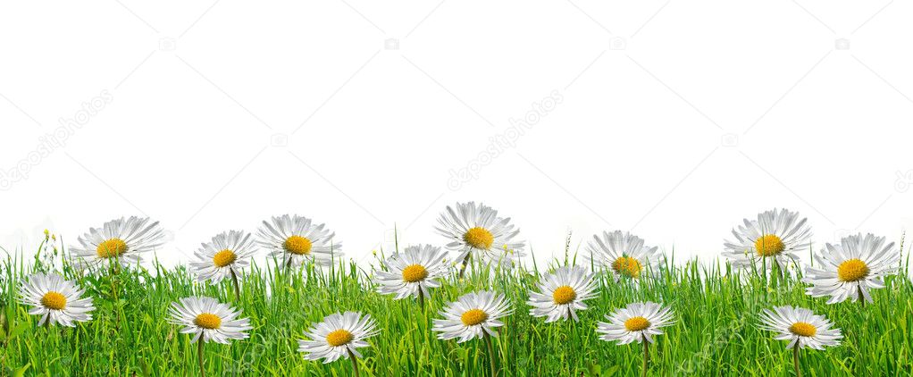 Daisy and grass