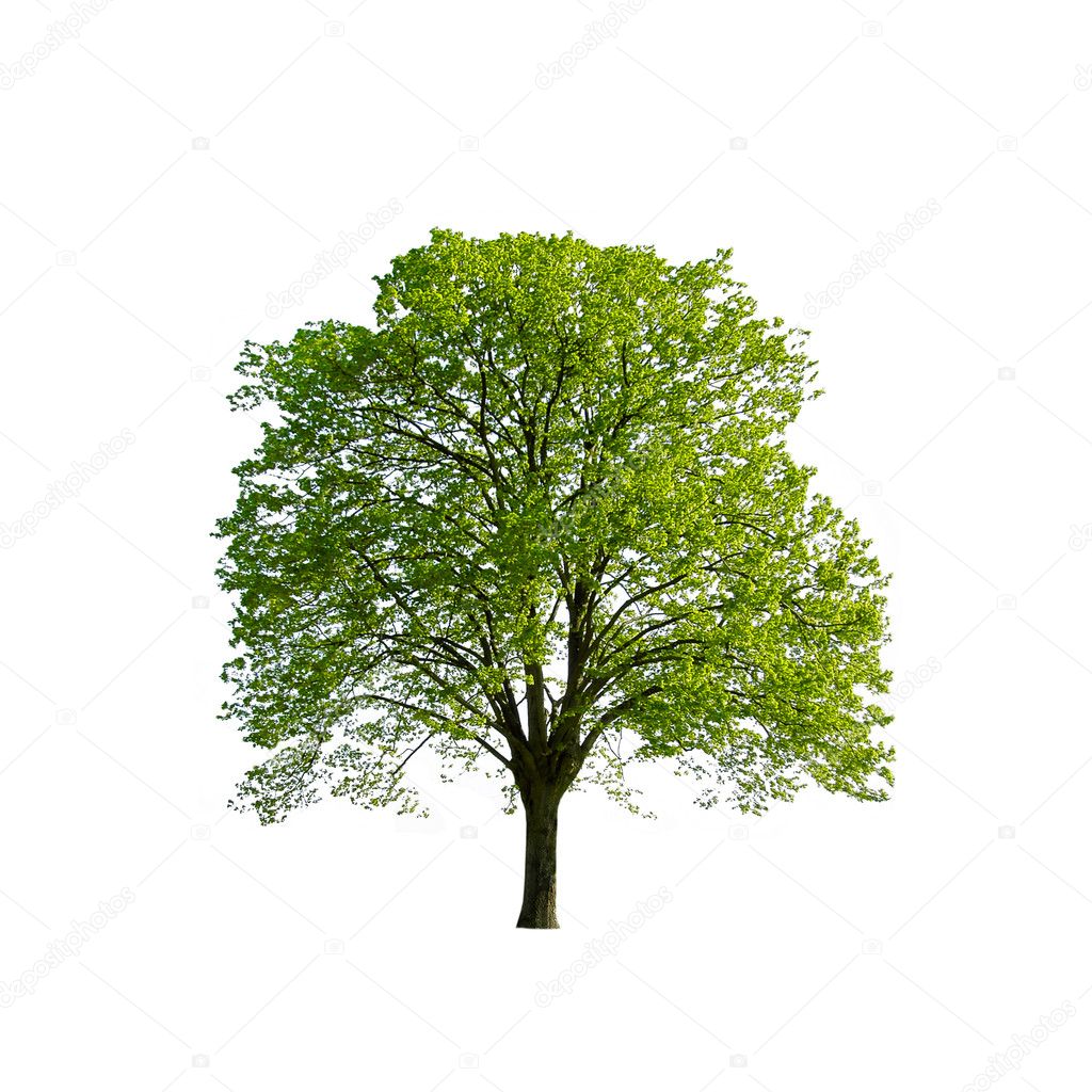 Green Spring Tree