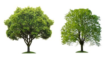 Two green tree on white background clipart