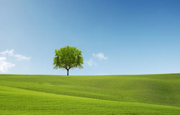 绿色的原野和蓝蓝的天空下的树 — 图库照片