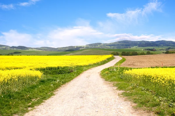 Country Landscape - path of field — Stock Photo, Image