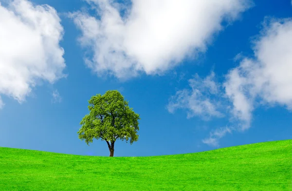 Albero solitario su campo verde — Foto Stock