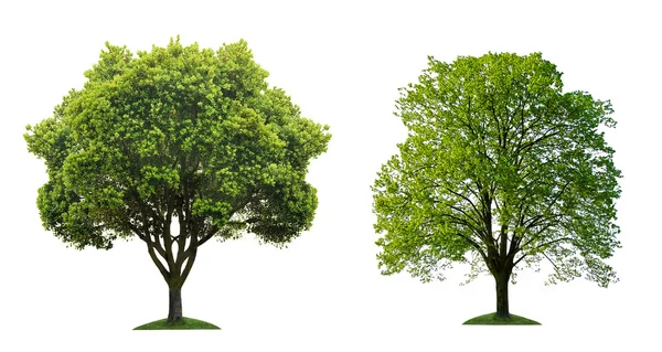 Dva Zelený strom na bílém pozadí — Stock fotografie