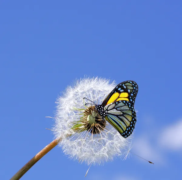 Kara hindiba ve kelebek — Stok fotoğraf