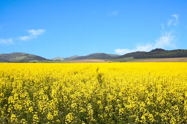 Жовте поле рапс — стокове фото