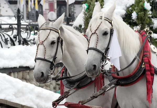 stock image White Horse