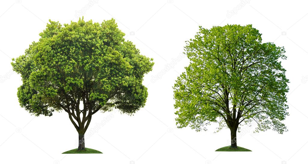 Two green tree on white background