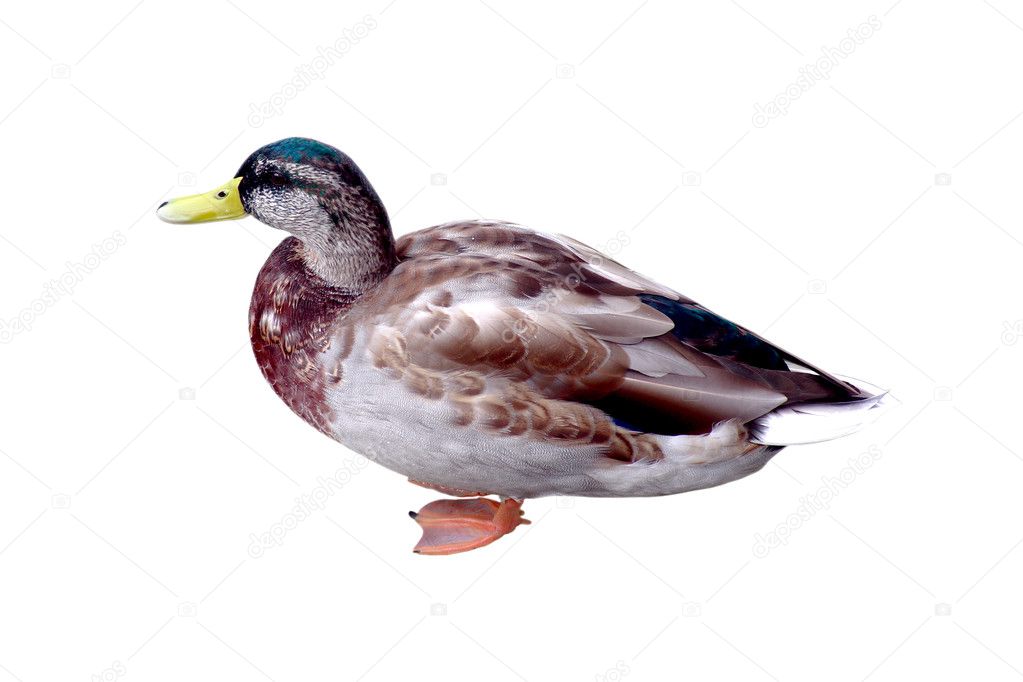 Duck isolated