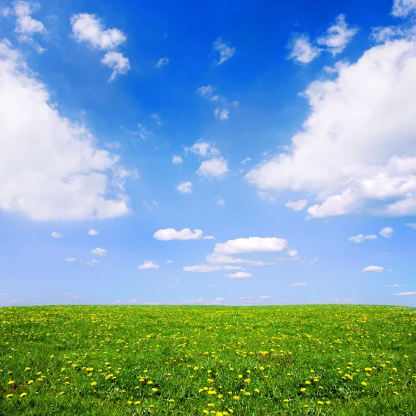 Wiosna łąka — Zdjęcie stockowe
