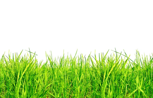 在白色的草地上隔离的绿草 — 图库照片