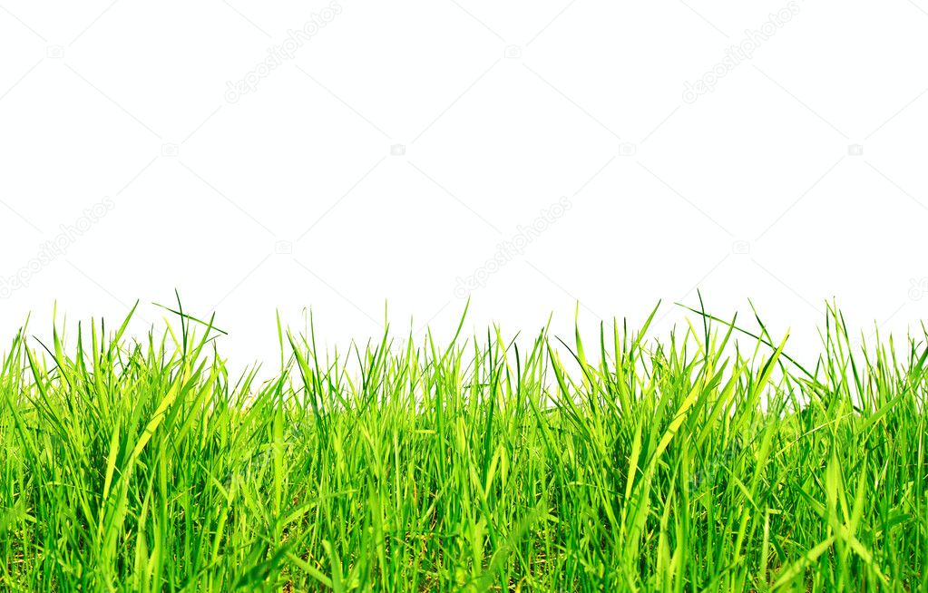 Green Grass Isolated on White