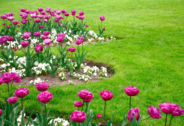 Tulips in garden — Stock Photo, Image