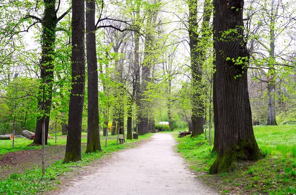 A green path in a spring forest — Stock Photo, Image