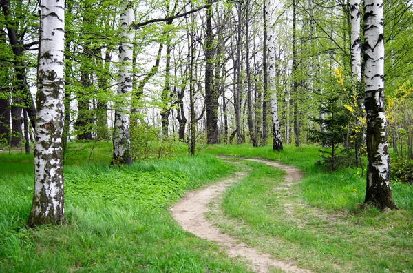 Zelené přírody. cesta v lese — Stock fotografie