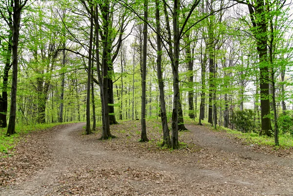 Forest Path — Stock Photo, Image