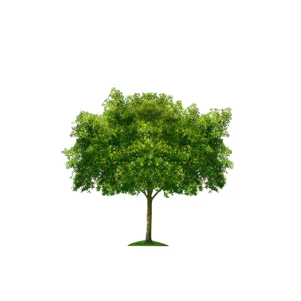 Zelený strom izolovaný na bílém — Stock fotografie