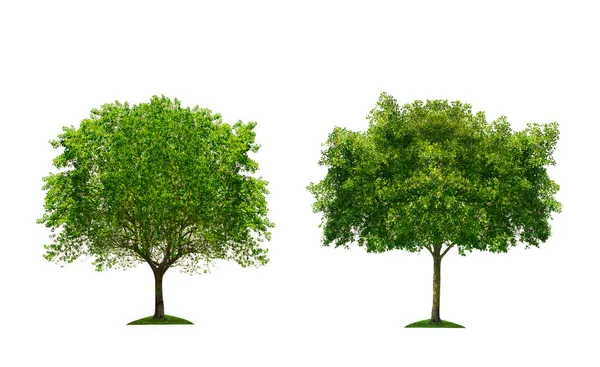 Two green tree — Stock Photo, Image