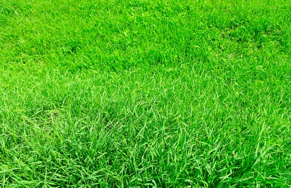 Doğal çim — Stok fotoğraf