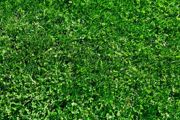 Fondo y textura de hierba —  Fotos de Stock