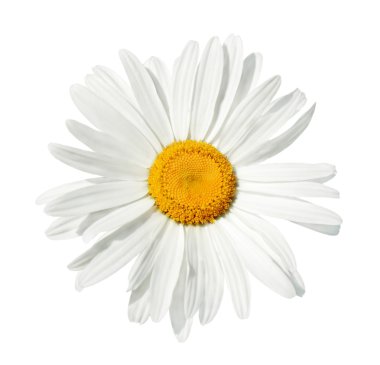 White Daisy Isolated clipart