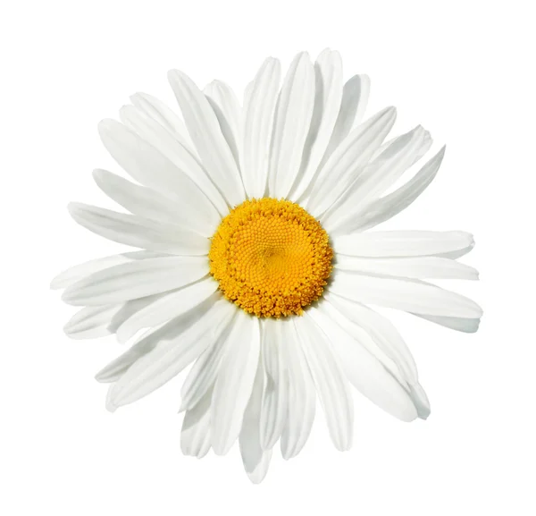 White Daisy Isolated — Stock Photo, Image