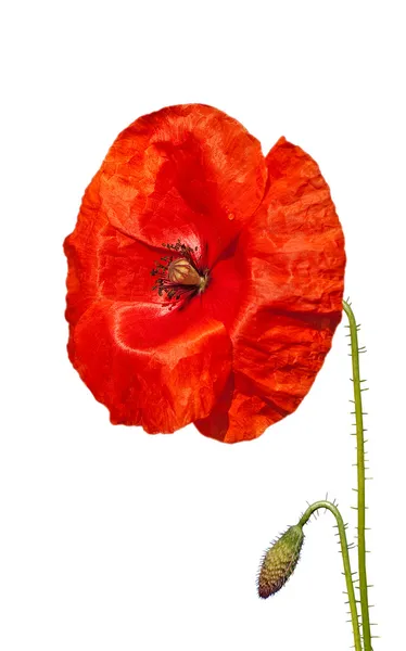 Hermosa flor de amapola —  Fotos de Stock