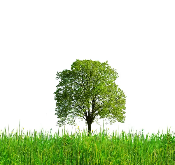 Дерево і трава ізольовані — стокове фото
