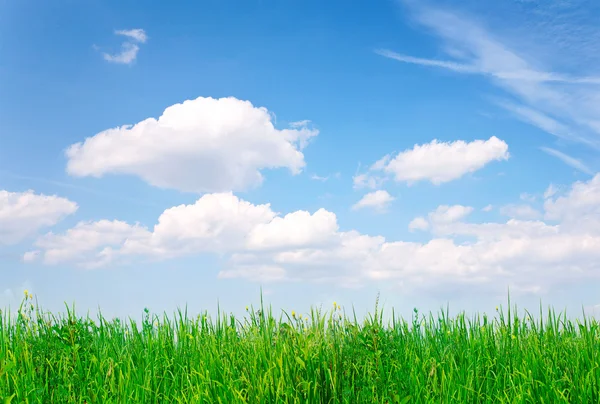 Gräs, blå himmel — Stockfoto